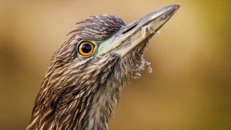 Young Heron, Venice Canal historic district, California, USA